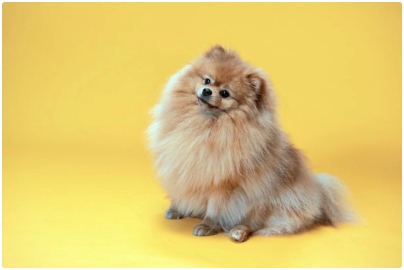 노란색 배경 갈색 포메라니안 강아지 하나