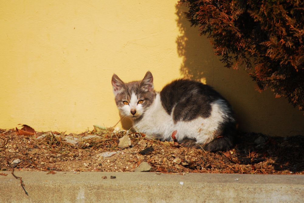 겨울 화단 위에서 햇빛을 받는 고양이 새끼