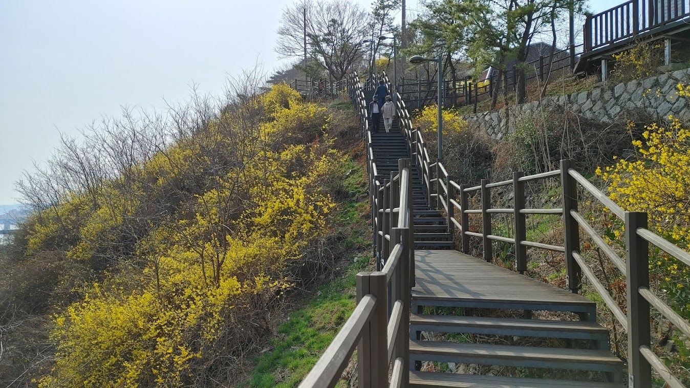 응봉산 개나리 사진 촬영 포인트 용비교