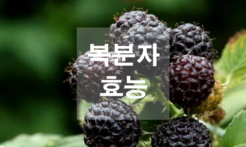  복분자 효능