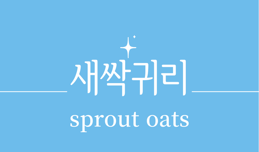 &#39;새싹귀리(sprout oats)&#39;