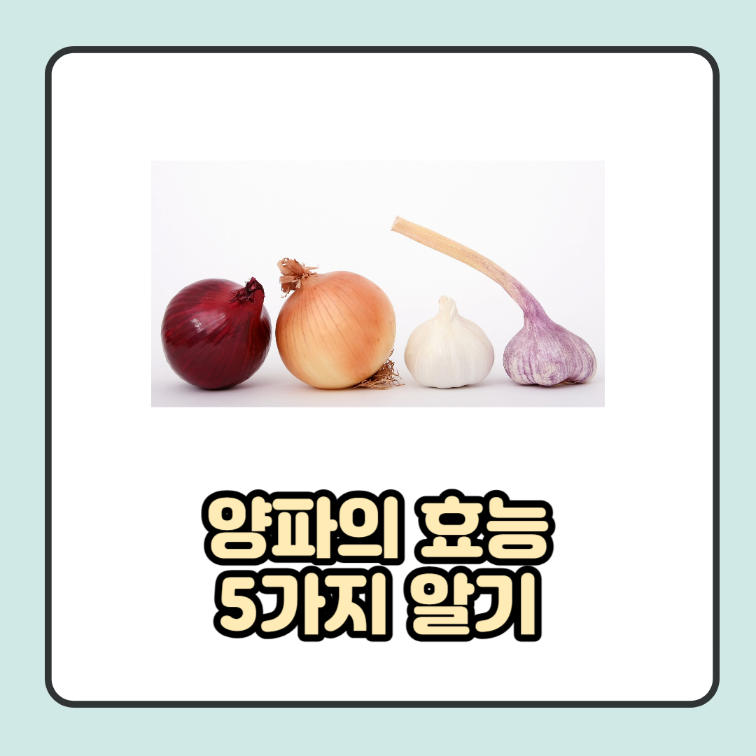  양파 효능, 부작용, 섭취 시 주의사항 등 자세히 살펴보기