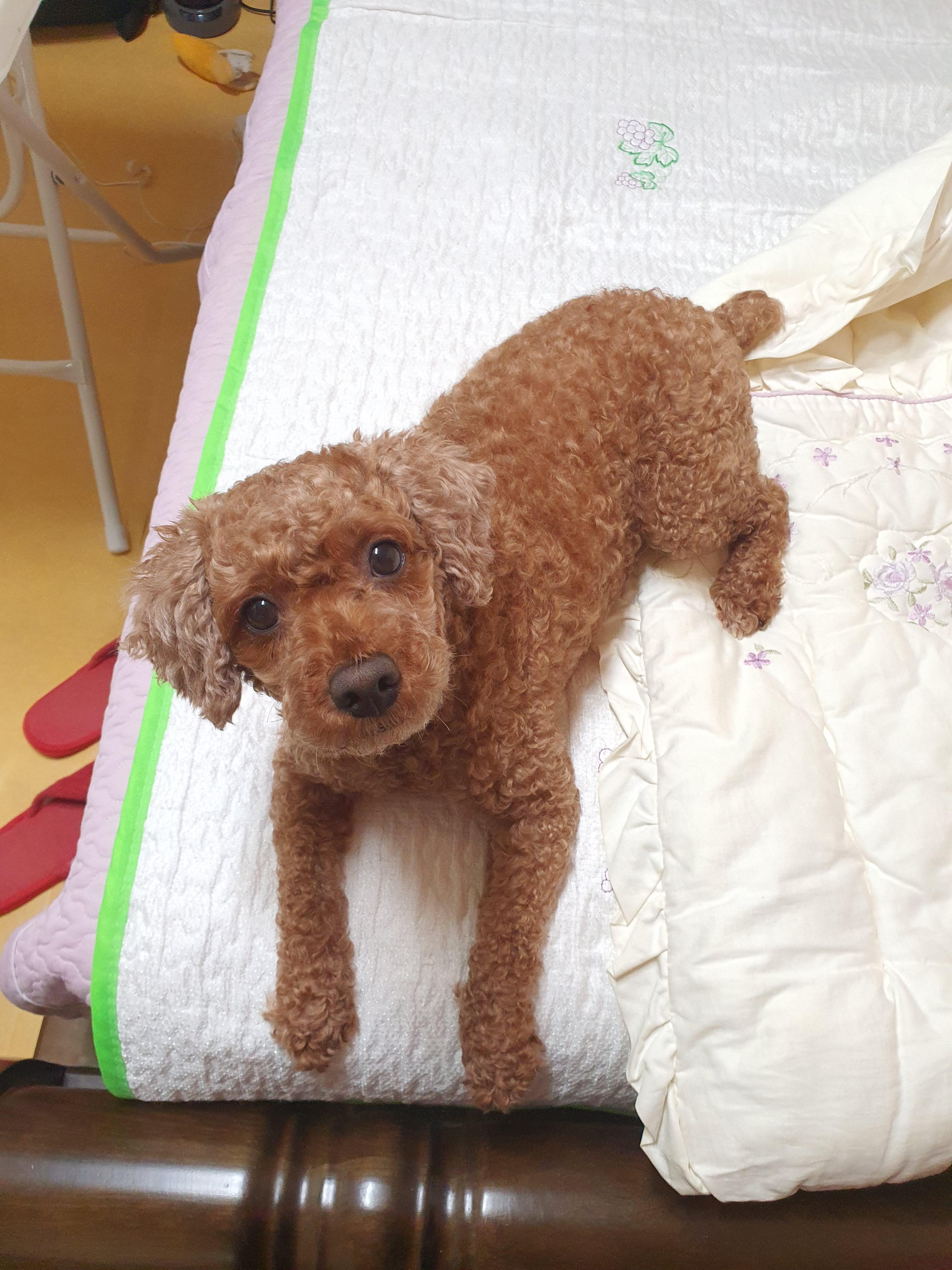  귀여움으로 심장어택하는 콩지
