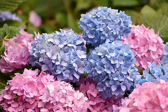 6월 제주도, 수국축제, 수국 명소 찾아보기