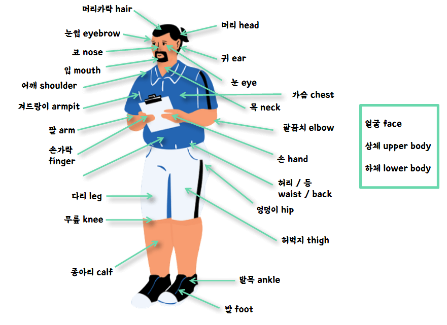 신체-부위-명칭-이름-영어로