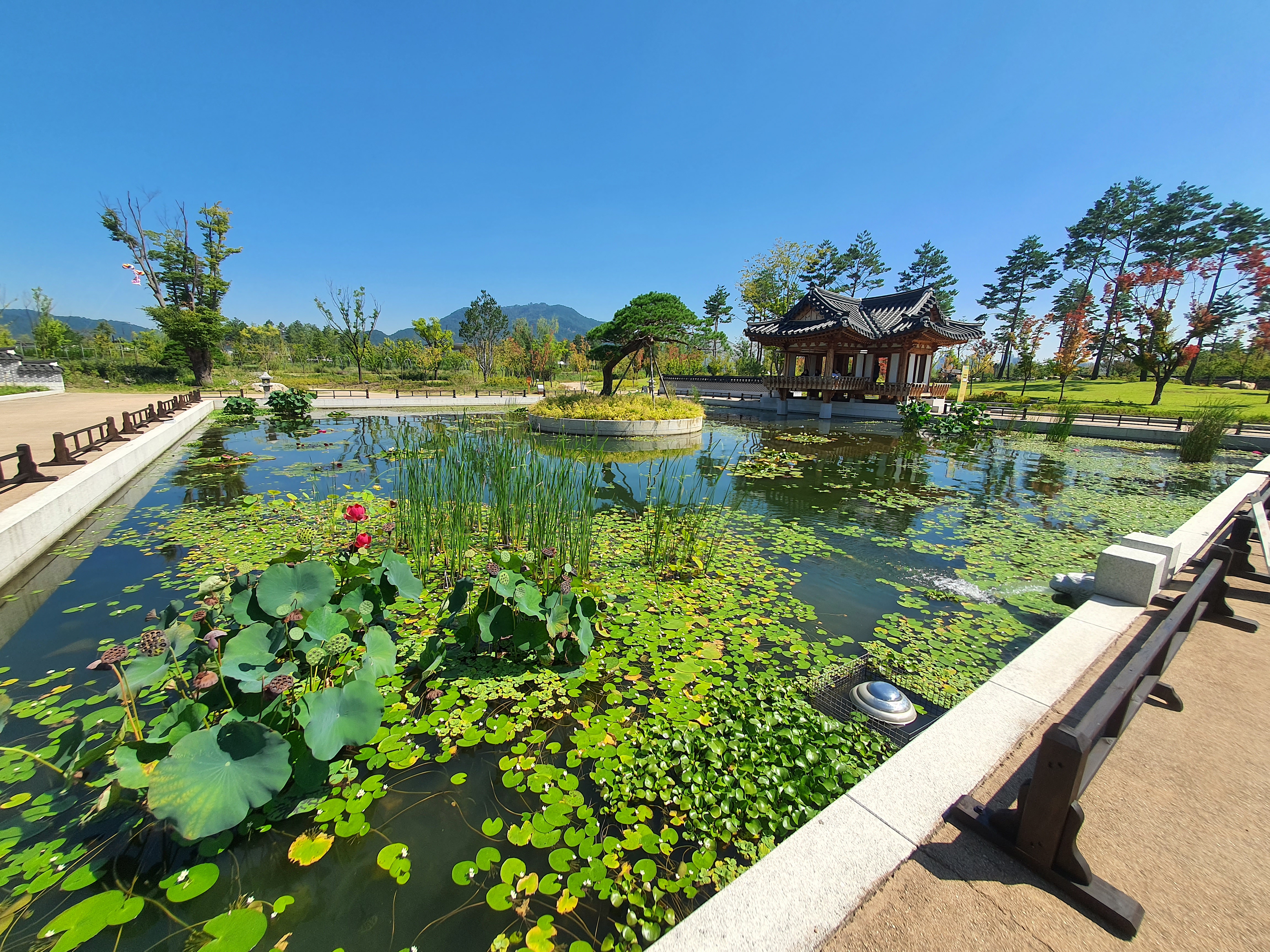 세종 국립세종수목원 한국전통정원 도담정 솔찬루 탐방