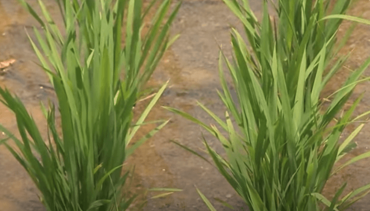 쌀을 재배하는 방법