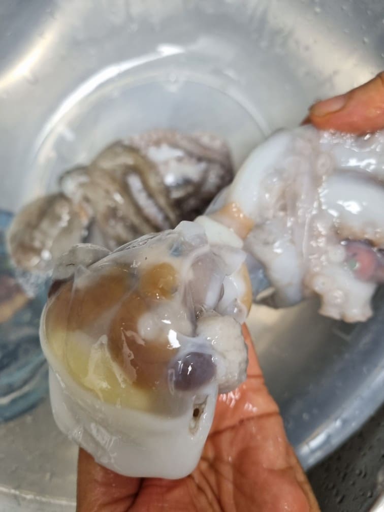 문어 숙회