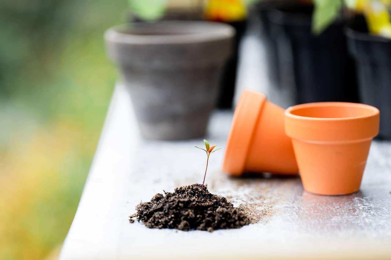 실내식물용 흙 고르기 – 실내 식물에 적합한 흙의 조건 - Indoor Plant Selection Tips for Beginners