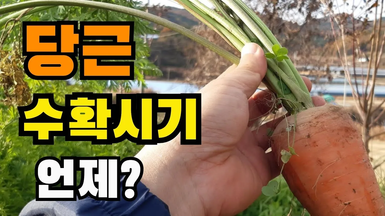 당근 수확시기 파종시기 효능 요리법_1