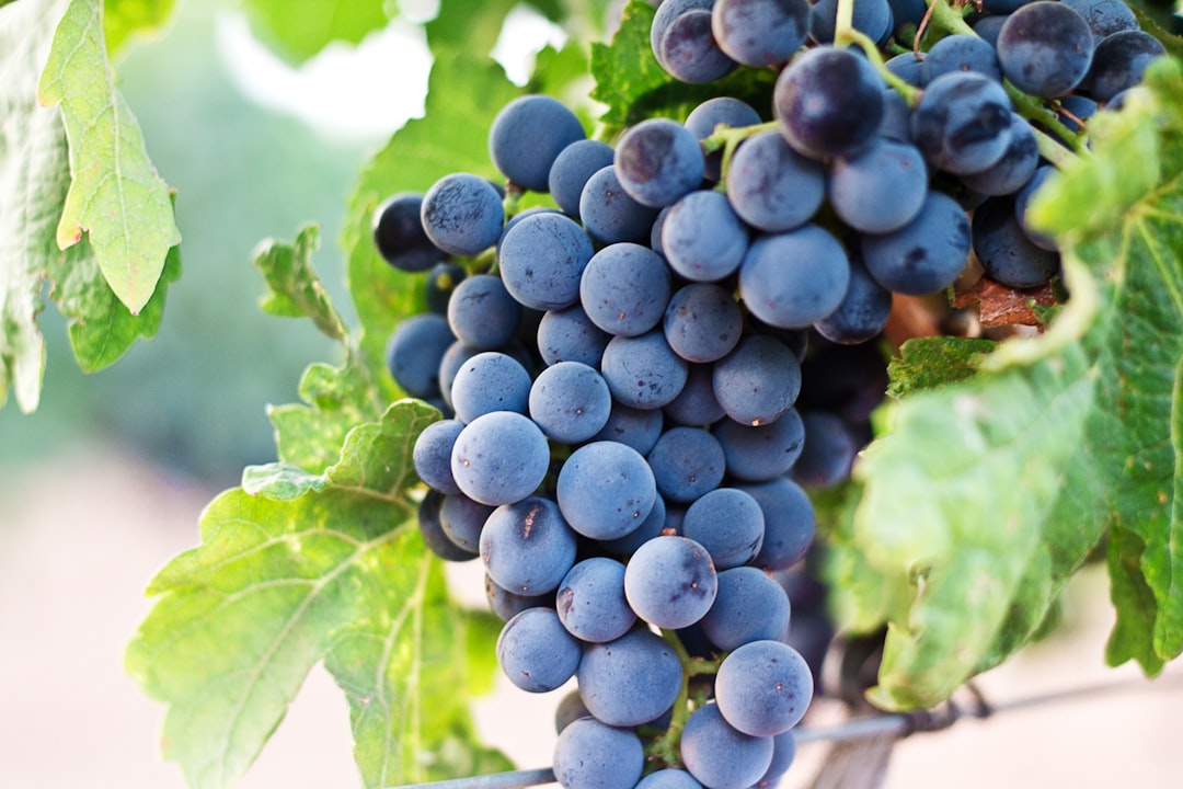 Grape.