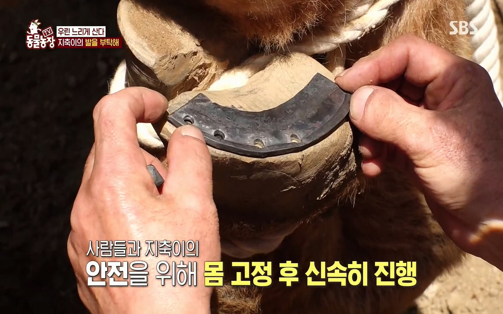 TV 동물농장.E1074.220619p.H264-F1RST.mp4_20220619_181912.012.jpg