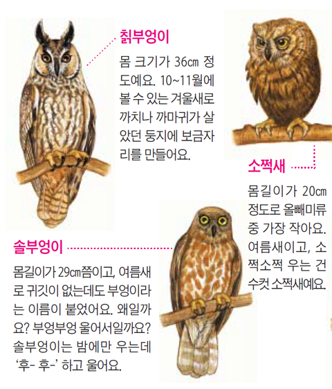 OWL(아울) 이미지