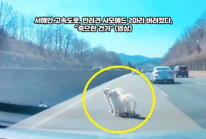 사모예드 두 마리 고속도로 구조 : 고속도로 한가운데에 유기된 사모예드 두 마리가 극적으로 구조됐다. 구조자는 차량 블랙박스 영상을 인스타그램에 게시하며 상황을 공유했다.
구조 과정과 주변 차량의 반응 : 강아지들을 피하기 위해 도로를 정체한 차량들로 인해 사고 위험이 있었지만&#44; 주변 차량의 속도가 느려서 사고는 발생하지 않았다. 강아지들은 차량 블랙박스 영상에서 김씨의 차로 이동되는 모습이 담겼다.
네티즌과 보호소 관련 의견 : 네티즌들은 주인을 비난하며 강력한 처벌을 요구했고&#44; 보호소에서는 구조된 사모예드들의 순한 성격을 언급하며 입양을 촉구했다. 사모예드들은 당진시 동물보호소로 옮겨졌다.