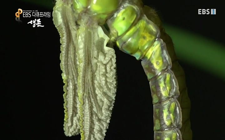 EBS 다큐프라임_ 220628.avi_20220629_205532.669.jpg