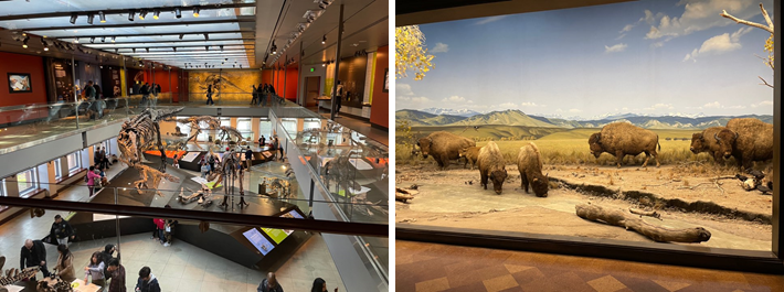 LA 자연사 박물관에서 가장 인기가 많은 Dinosaur Hall(왼쪽)과 Mammal Hall(오른쪽) 사진