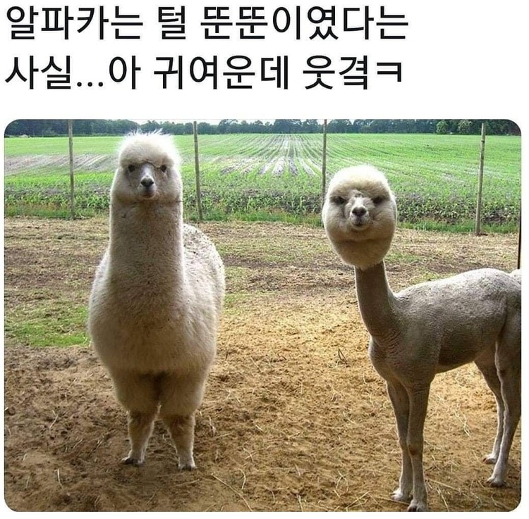 동물 밈] 동물 짤 모음
