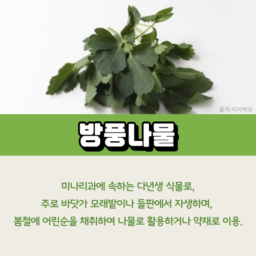 방풍나물