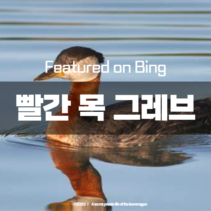  Featured on Bing  빨간 목 그레브 Red-necked grebes