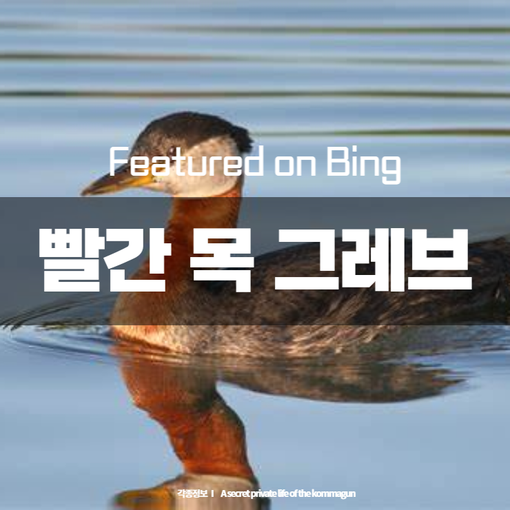 Featured on Bing 빨간 목 그레브 Red-necked grebes