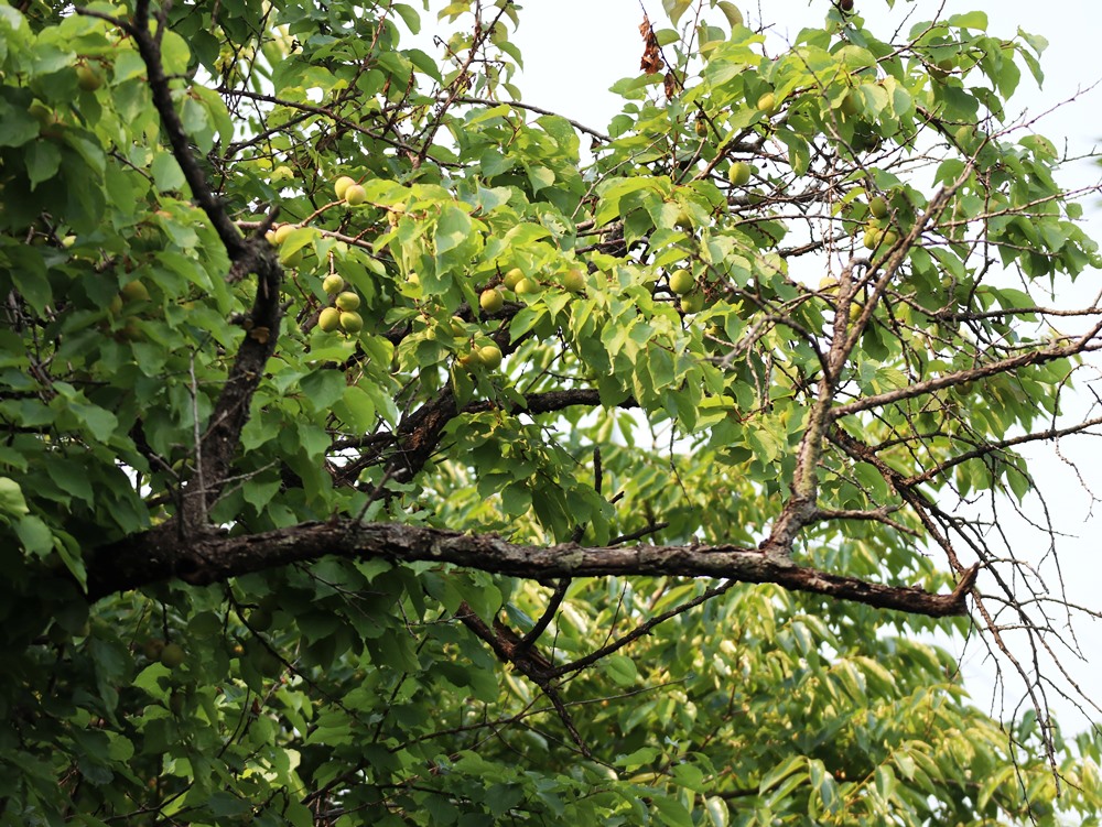 과실수-살구나무열매-02-이미지