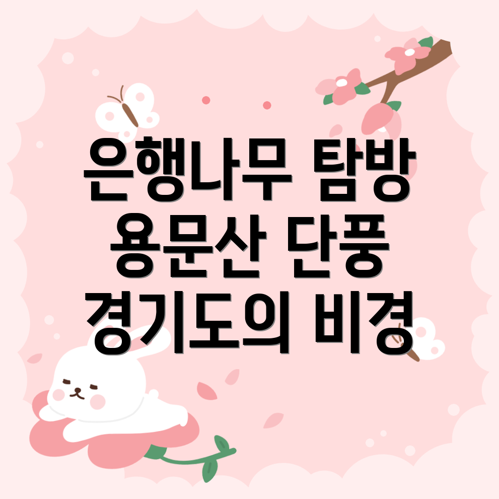 용문산 은행나무