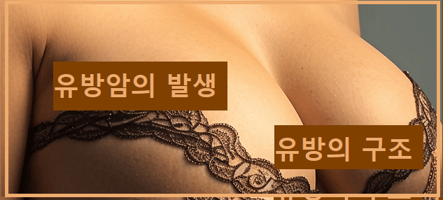 유방암의 발생. 유방의 구조.