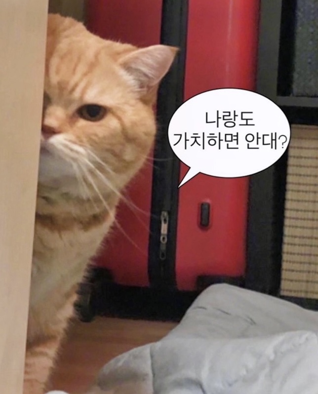 말풍선 짤 모음 2탄 고양이짤·커플짤·웃긴짤·귀여운 동물 말풍선짤