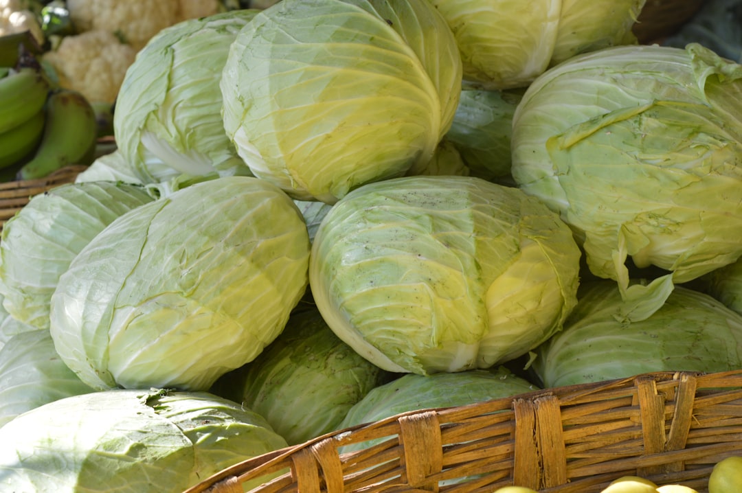 cabbage