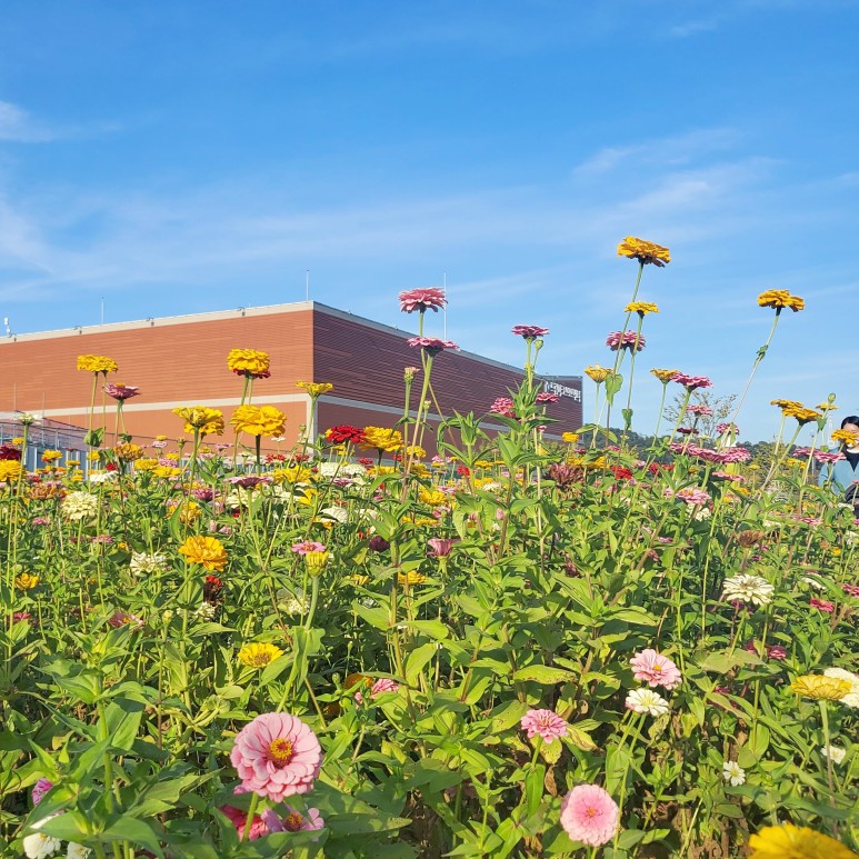 야생꽃한 가득 가을 향기 5