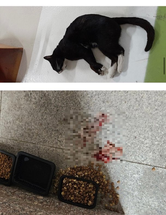  광명서 길고양이 독극물 살해 잇따라...경찰 국과수 의뢰