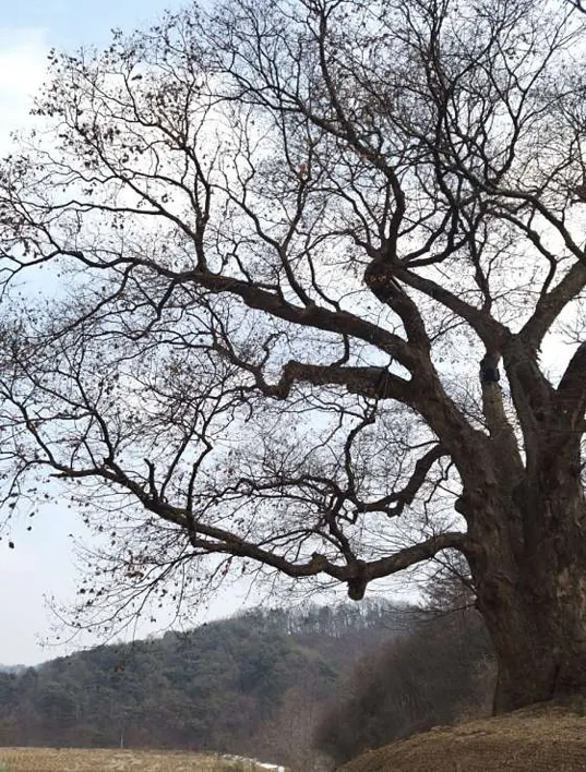 원성대안리느티나무