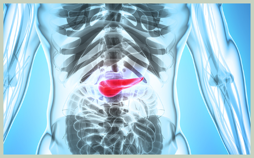 췌장 회복시키는 영양제