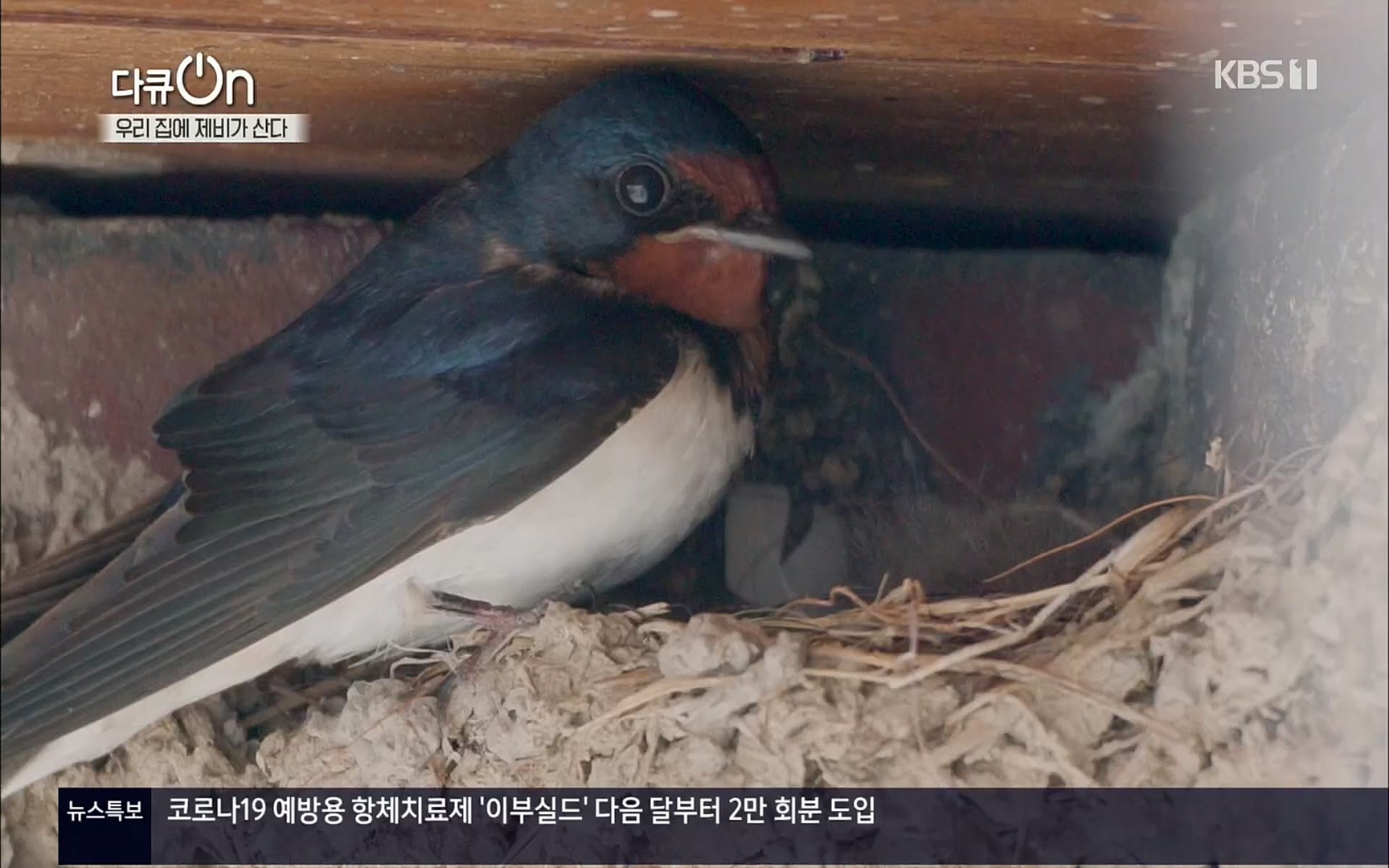 다큐 On.E143.220610p.H264-F1RST.mp4_20220613_202638.042.jpg