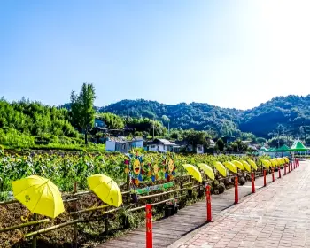 강주 해바라기 축제_30