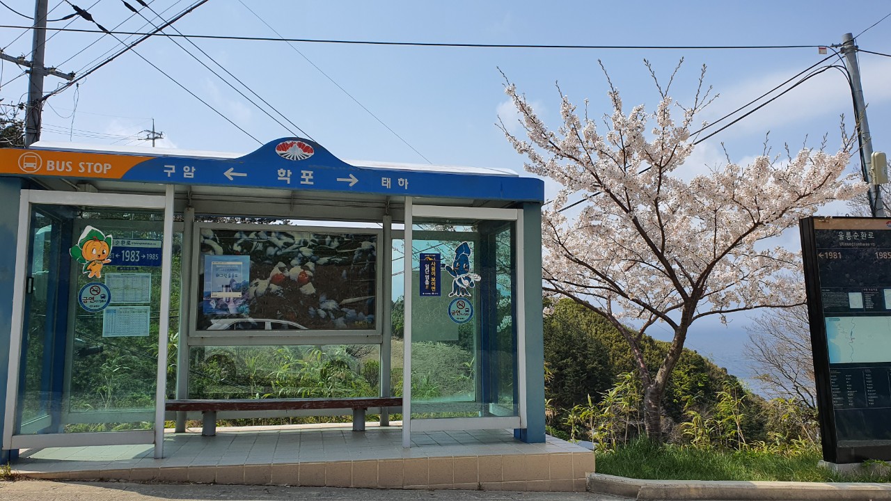 벚꽃반점 이미지