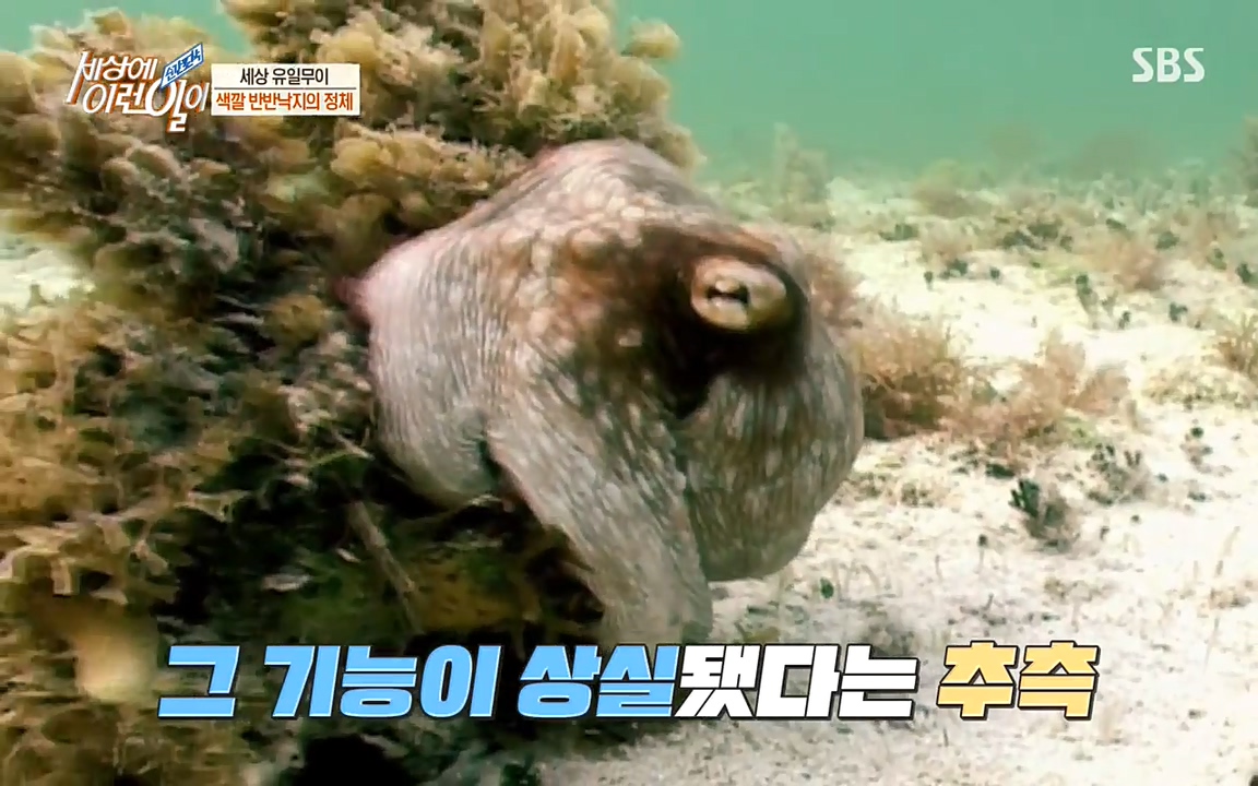 순간포착 세상에 이런일이.E1178.220504p-NEXT.mp4_20220504_173119.789.jpg