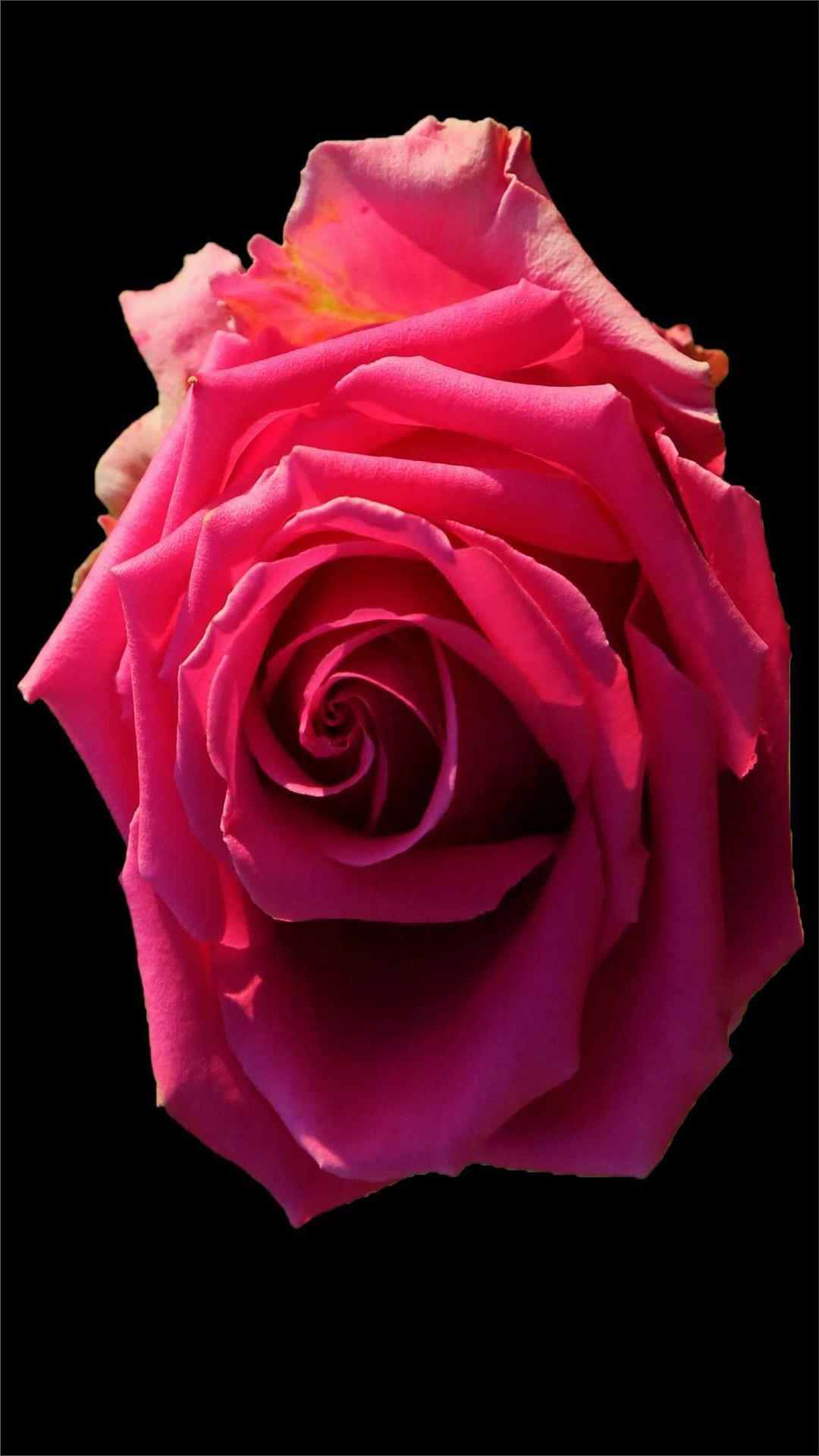 Rose Flower iPhone Wallpaper