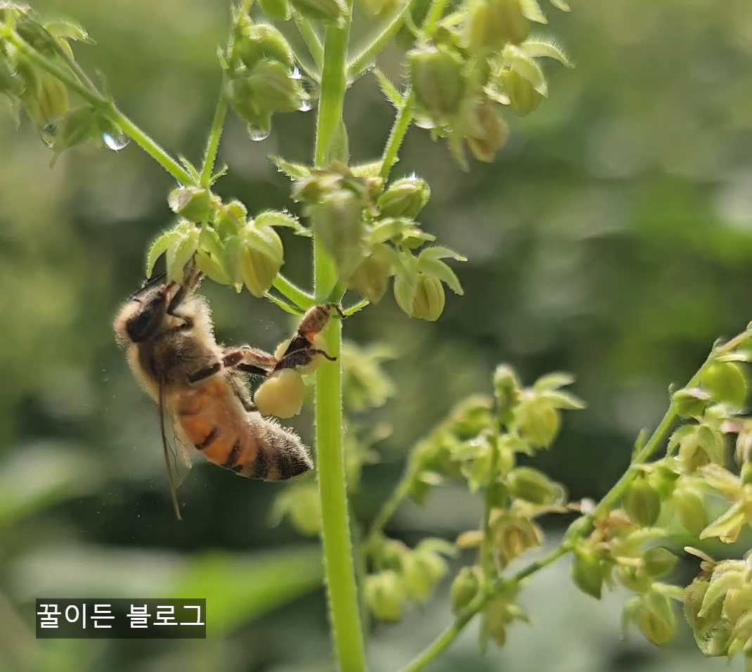 꿀벌이 화분을 다리에 붙이는 모습