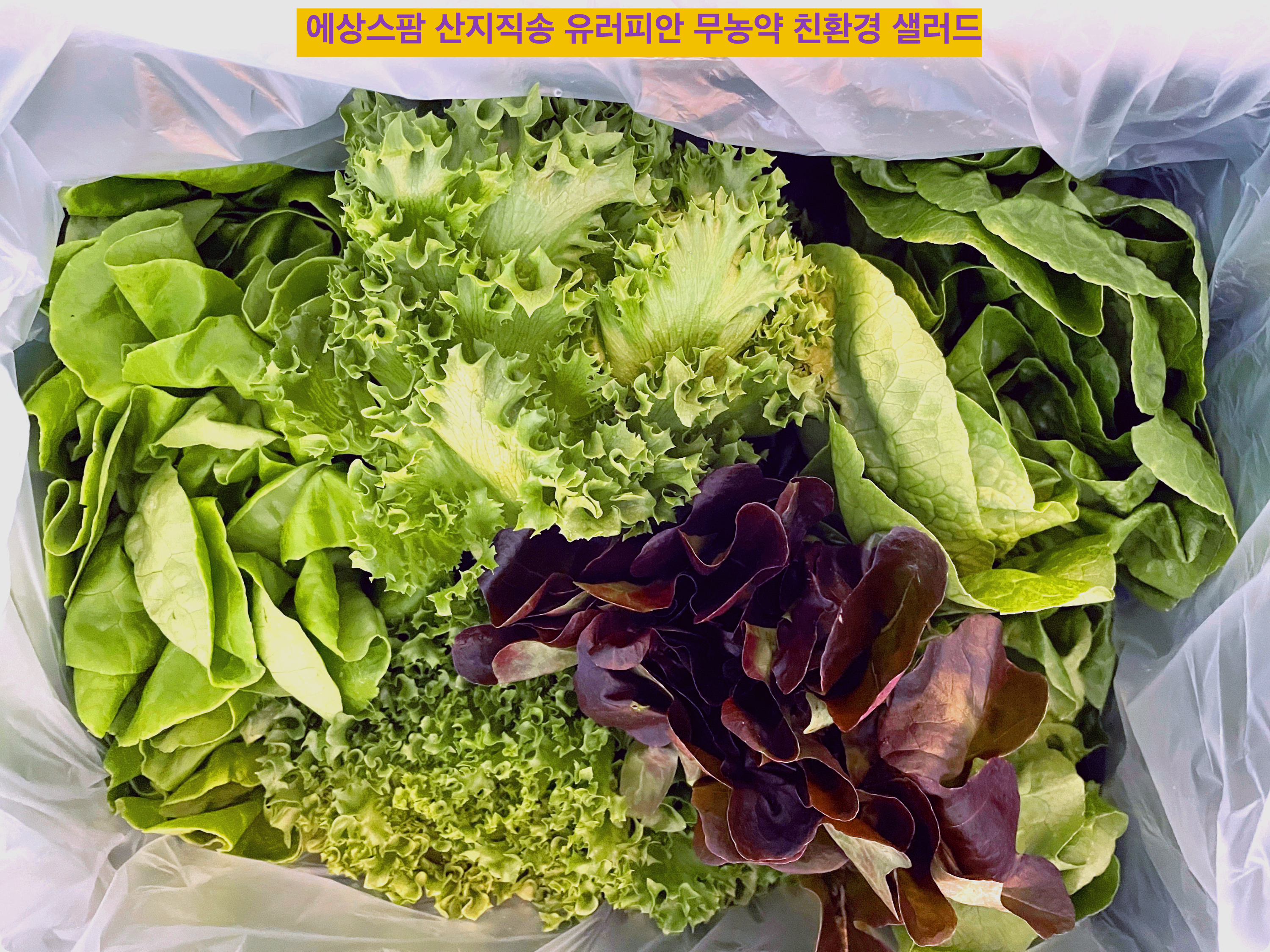 쌈채소-사진