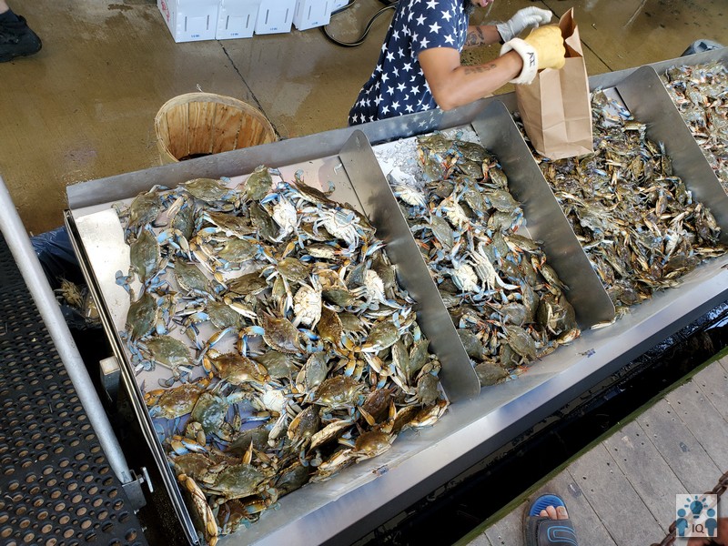  워싱턴디씨 Fish Market에서 구입하는 메릴랜드 블루크랩