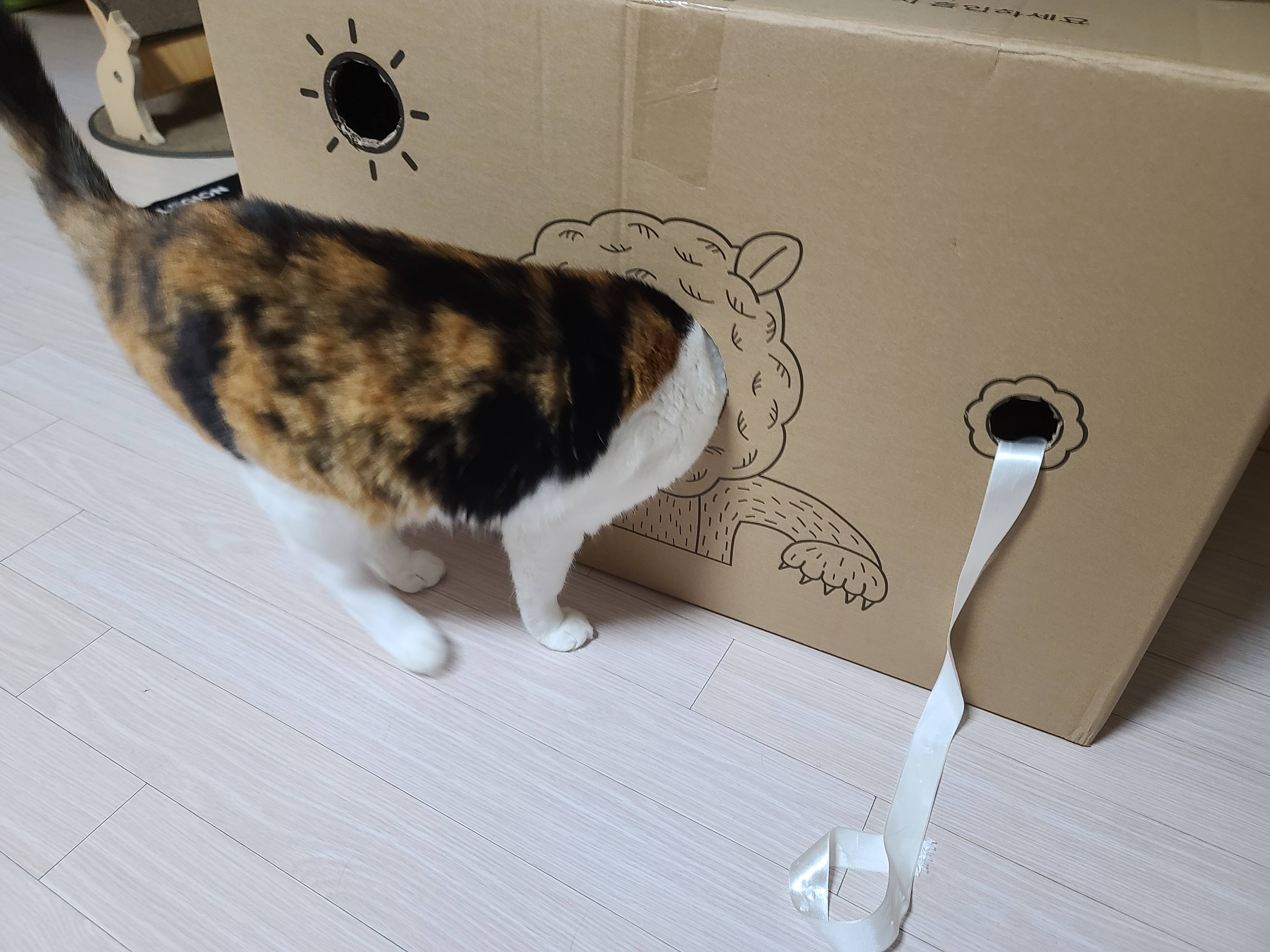 고양이들에게 귀여운 박스놀이터가 생겼다.(feat.가성비 좋은 고양이장난감)