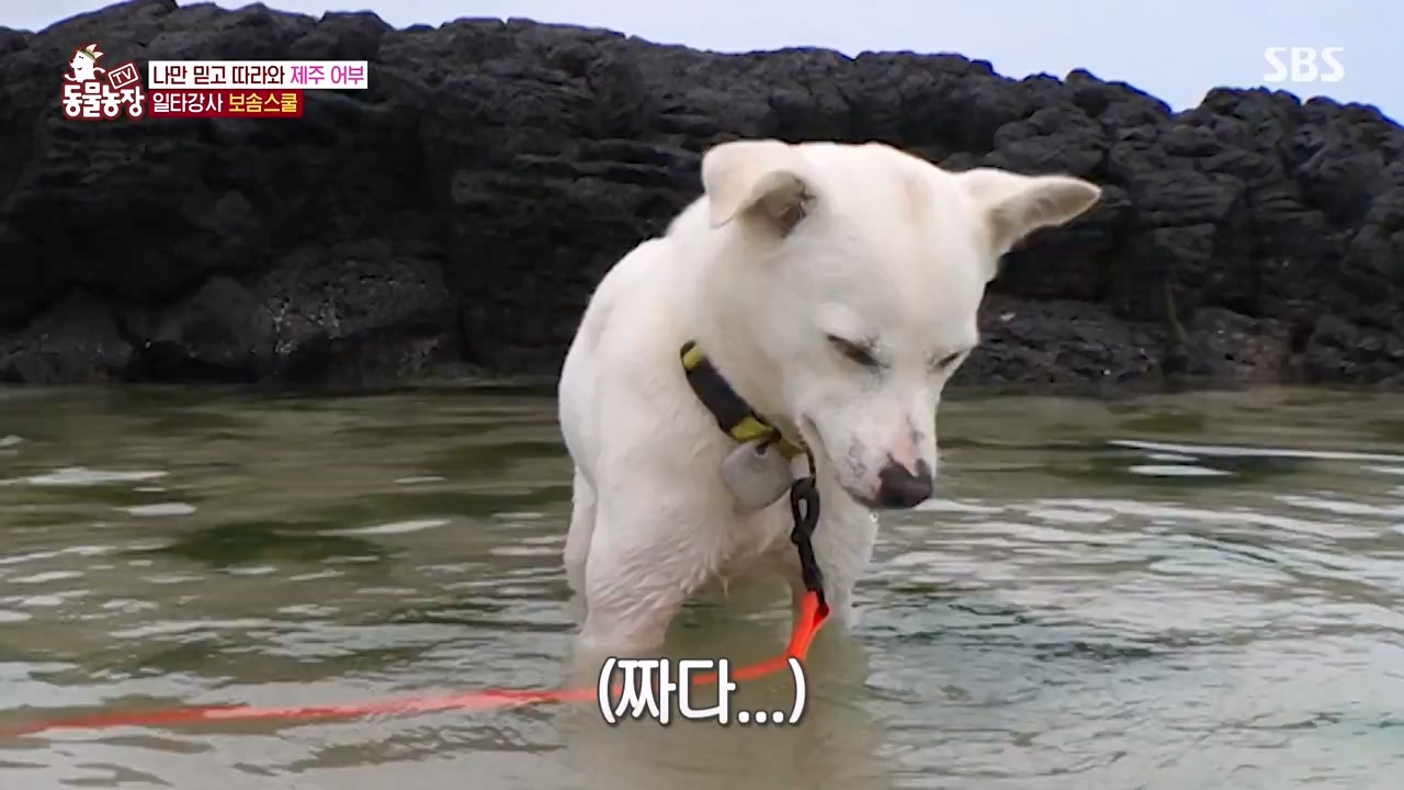 TV 동물농장.E1134.230821p-NEXT.mp4_20230820_193341.222.jpg