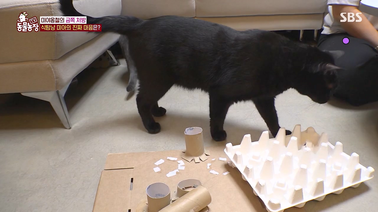 TV 동물농장.E1138.230918p-NEXT.mp4_20230917_174243.427.jpg