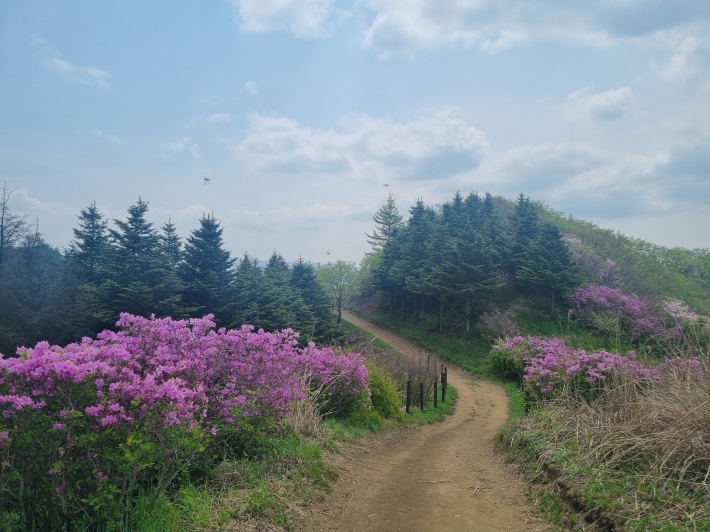 등산로-철쭉