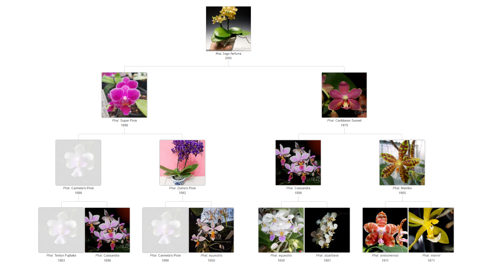 Phalaenopsis Sogo Perfume &#39;F1450&#39; 가계도
