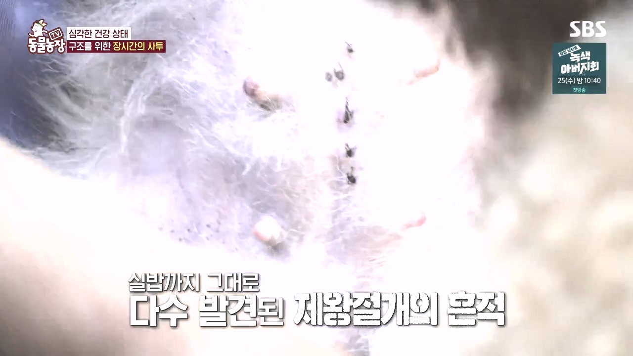 TV 동물농장.E1142.231023p-NEXT.mp4_20231022_172811.132.jpg