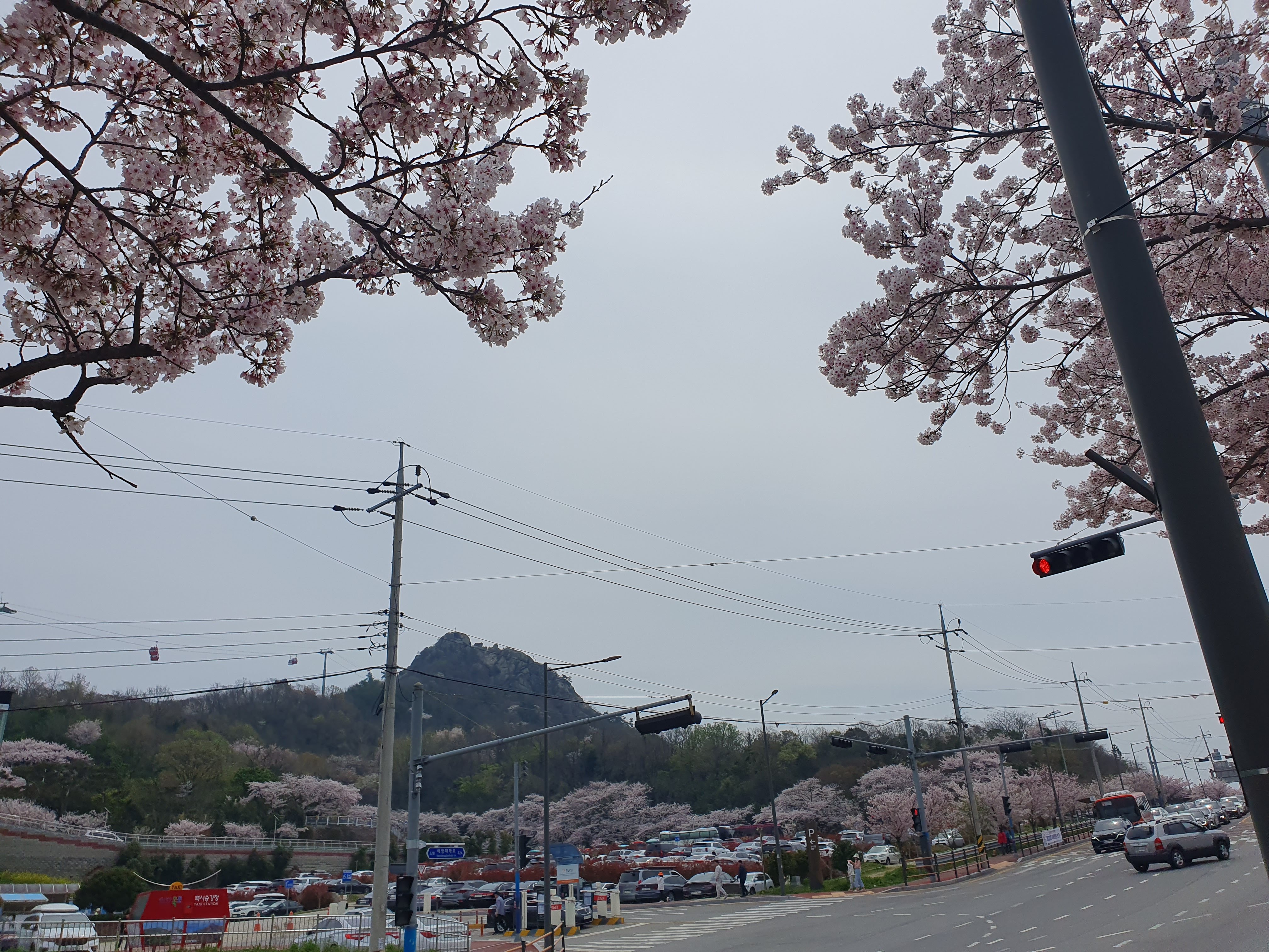 유달산 벚꽃 케이블카