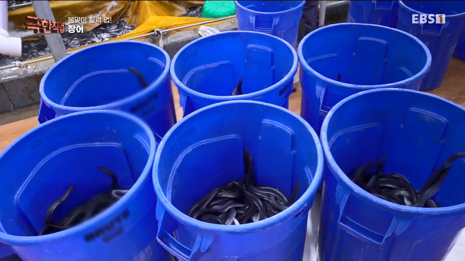 [극한 직업] 장어와 대왕문어 240316.mp4_20240317_153633.881.jpg
