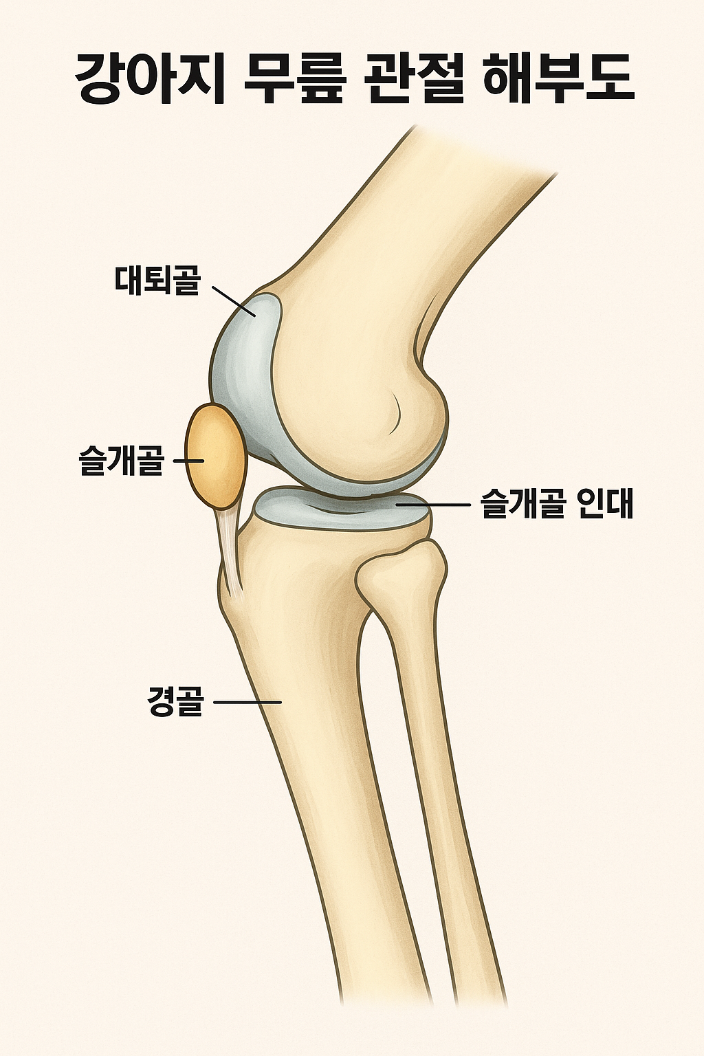 Patellar Luxation